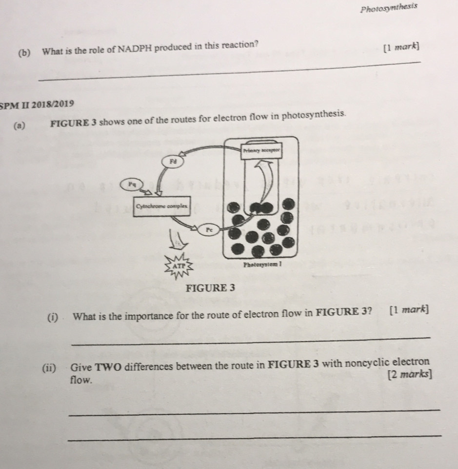 Photosynthesis 
(b) What is the role of NADPH produced in this reaction? 
[1 mark] 
_ 
_ 
SPM II 2018/2019 
(a) FIGURE 3 shows one of the routes for electron flow in photosynthesis. 
(i) What is the importance for the route of electron flow in FIGURE 3? [1 mark] 
_ 
(ii) Give TWO differences between the route in FIGURE 3 with noncyclic electron 
flow. [2 marks] 
_ 
_