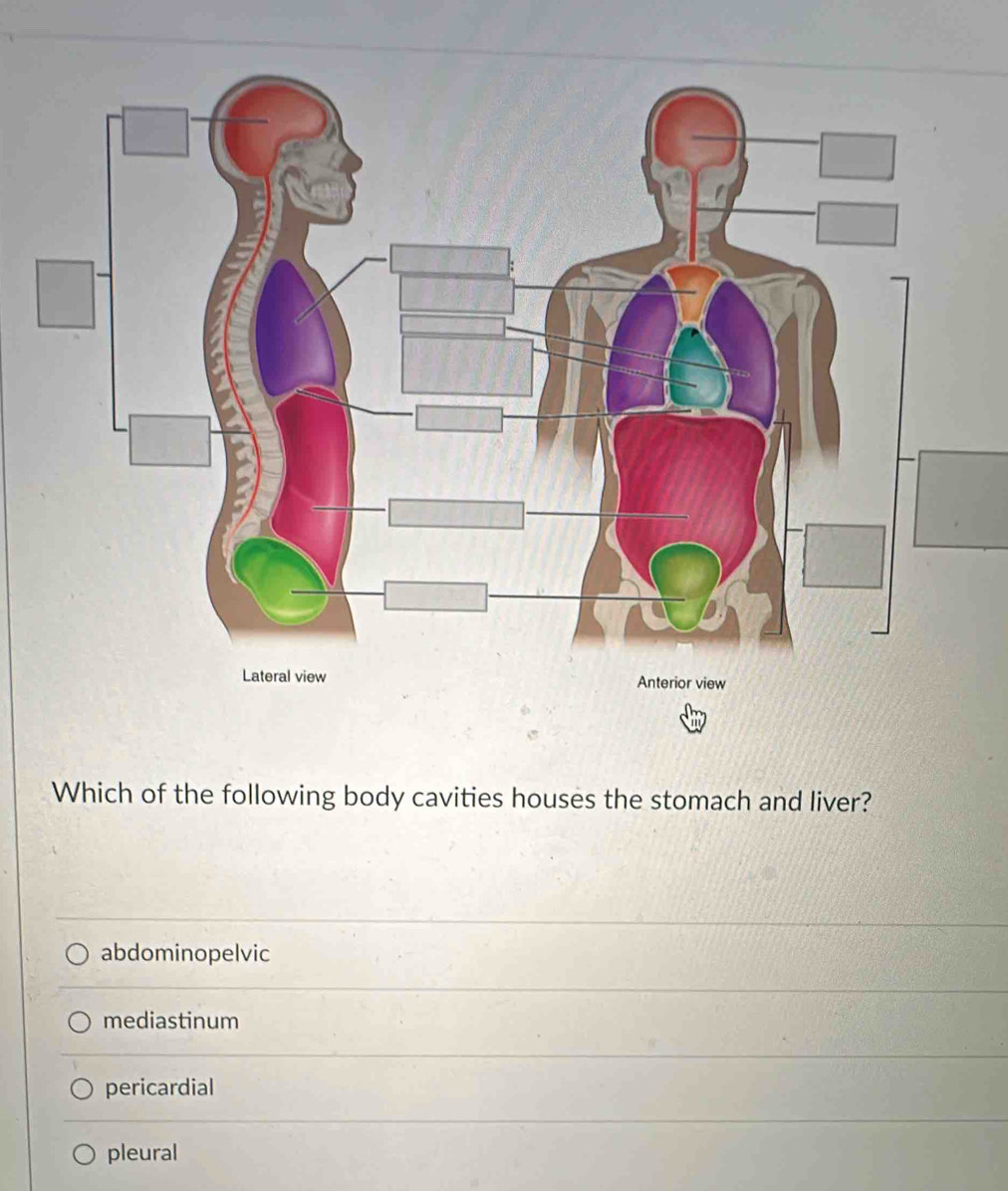 Which of the following body cavities houses the stomach and liver?
abdominopelvic
mediastinum
pericardial
pleural