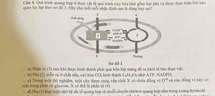 Quá trình quang hợp ở thực vật là quá trình oxy hóa khử gồm hai pha và được thực hiện bởi bào
quan lục lạp theo sơ đồ 1. Hãy cho biết mỗi nhận định sau là đúng hay sai?
Sơ đồ 1
a) Phân tử (5) sau khi được hình thành phải qua bốn lớp màng để ra khỏi tế bào thực vật.
b) Pha (2) diễn ra ở chất nền, oxi hóa CO_2 hình thành C_6H_12O_6 nhờ ATP, NADPH.
c) Trong một thí nghiệm, một cây được cung cấp chất X có chứa đồng vị O^(18) và các đồng vị này có
mặt trong phân tử glucose. X có thể là phân tử (4).
d) Pha (1) thực hiện nhờ hệ sắc tố quang hợp và chuỗi chuyền electron quang hợp nằm trong xoang thylakoid.