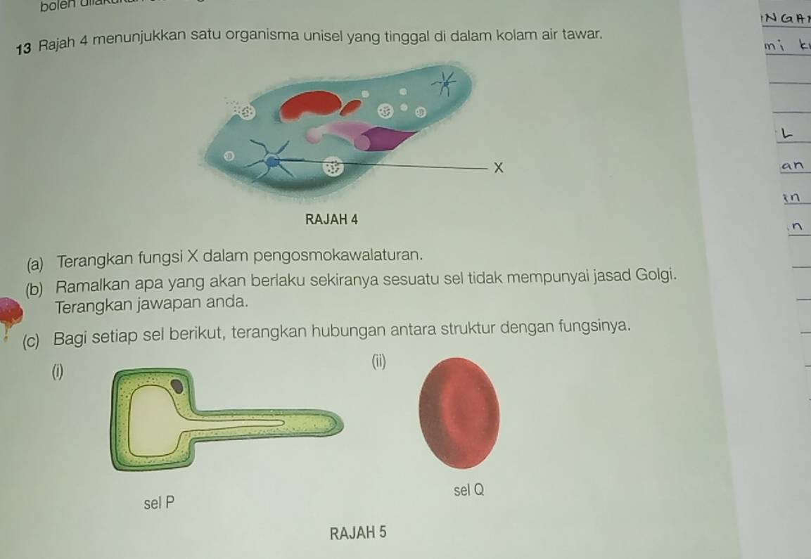 Rajah 4 menunjukkan satu organisma unisel yang tinggal di dalam kolam air tawar. 
(a) Terangkan fungsi X dalam pengosmokawalaturan. 
(b) Ramalkan apa yang akan berlaku sekiranya sesuatu sel tidak mempunyai jasad Golgi. 
Terangkan jawapan anda. 
(c) Bagi setiap sel berikut, terangkan hubungan antara struktur dengan fungsinya. 
(i) (ii) 
sel P sel Q
RAJAH 5