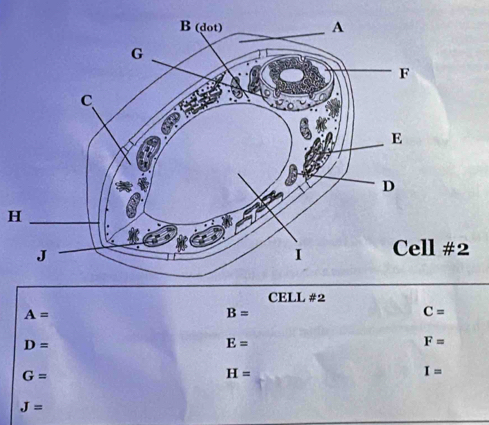 CELL #2
A=
B=
C=
D=
E=
F=
G=
H=
I=
J=