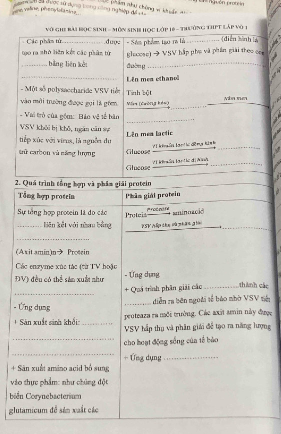 nam nguồn protein
c phẩm như chủng vi khuẩn =
Amicum đã được sử dụng trùng công nghiệp để ===
vine, valine, phenylalanine.
Vở GhI bàI HọC SINH - MÔN SINH HọC Lớp 10 - TRưởNG THPT Láp vò 1
- Các phân tử._ được - Sản phẩm tạo ra là_ .... (điễn hình là
tạo ra nhờ liên kết các phân tử glucose) → VSV hấp phụ và phân giải theo con
_bằng liên kết đường_
_
2 
Lên men ethanol
- Một số polysaccharide VSV tiết Tinh bột
vào môi trường được gọi là gôm. Nấm (đường hóa) Nầm men
- Vai trò của gôm: Bảo vệ tế bảo_
  
VSV khỏi bị khô, ngăn cản sự
tiếp xúc với virus, là nguồn dự Lên men lactic
trữ carbon và năng lượng Glucose Vi khuẩn lactic đồng hình
Glucose Vi khuẩn lactic dị hình
2. Quá trình tổng hợp và phân giải protein
Tổng hợp protein Phân giải protein
Protease
Sự tổng hợp protein là do các Protein  aminoacid
_liên kết với nhau bằng VSV hấp thụ và phân giải
_
(Axit amin)n→ Protein
Các enzyme xúc tác (từ TV hoặc
ĐV) đều có thể sản xuất như - Ứng dụng
_
+ Quá trình phân giải các _thành các
_diễn ra bên ngoài tế bào nhờ VSV tiết
- Ứng dụng
+ Sản xuất sinh khối:_ proteaza ra môi trường. Các axit amin này được
VSV hấp thụ và phân giải đề tạo ra năng lượng
_cho hoạt động sống của tế bào
_
+ Ứng dụng_
+ Sản xuất amino acid bổ sung
vào thực phẩm: như chủng đột
biến Corynebacterium
glutamicum đề sản xuất các