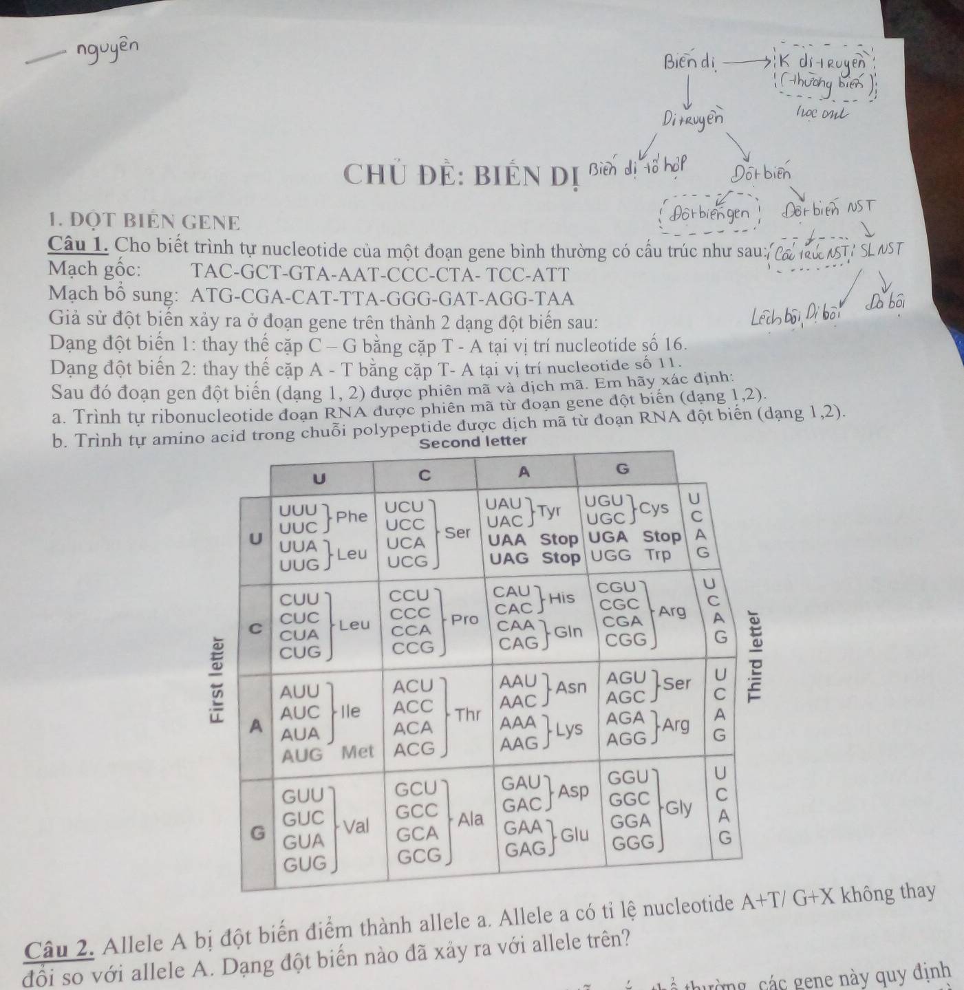 Chủ Để: Biến dị Biên dì
1. ĐQT BIÊN GENE
Câu 1. Cho biết trình tự nucleotide của một đoạn gene bình thường có cấu trúc như sau: Cáa
Mạch gốc: TAC-GCT-GTA-AAT-CCC-CTA- TCC-ATT
Mạch bổ sung: ATG-CGA-CAT-TTA-GGG-GAT-AGG-TAA
Giả sử đột biến xảy ra ở đoạn gene trên thành 2 dạng đột biến sau:
Dạng đột biển 1: thay thế cặp C - G bằng cặp T - A tại vị trí nucleotide số 16.
Dạng đột biến 2: thay thế cặp A - T bằng cặp T- A tại vị trí nucleotide số 11.
Sau đó đoạn gen đột biển (dạng 1, 2) được phiên mã và dịch mã. Em hãy xác định:
a. Trình tự ribonucleotide đoạn RNA được phiên mã từ đoạn gene đột biến (dạng 1,2).
b. Trình tự amd trong chuỗi polypeptide được dịch mã từ đoạn RNA đột biển (dạng 1,2).
Câu 2. Allele A bị đột biển điểm thành allele a. Allele a có tỉ lệ nucleo không thay
đổi so với allele A. Dạng đột biển nào đã xảy ra với allele trên?
C  thường  các gene này quy định