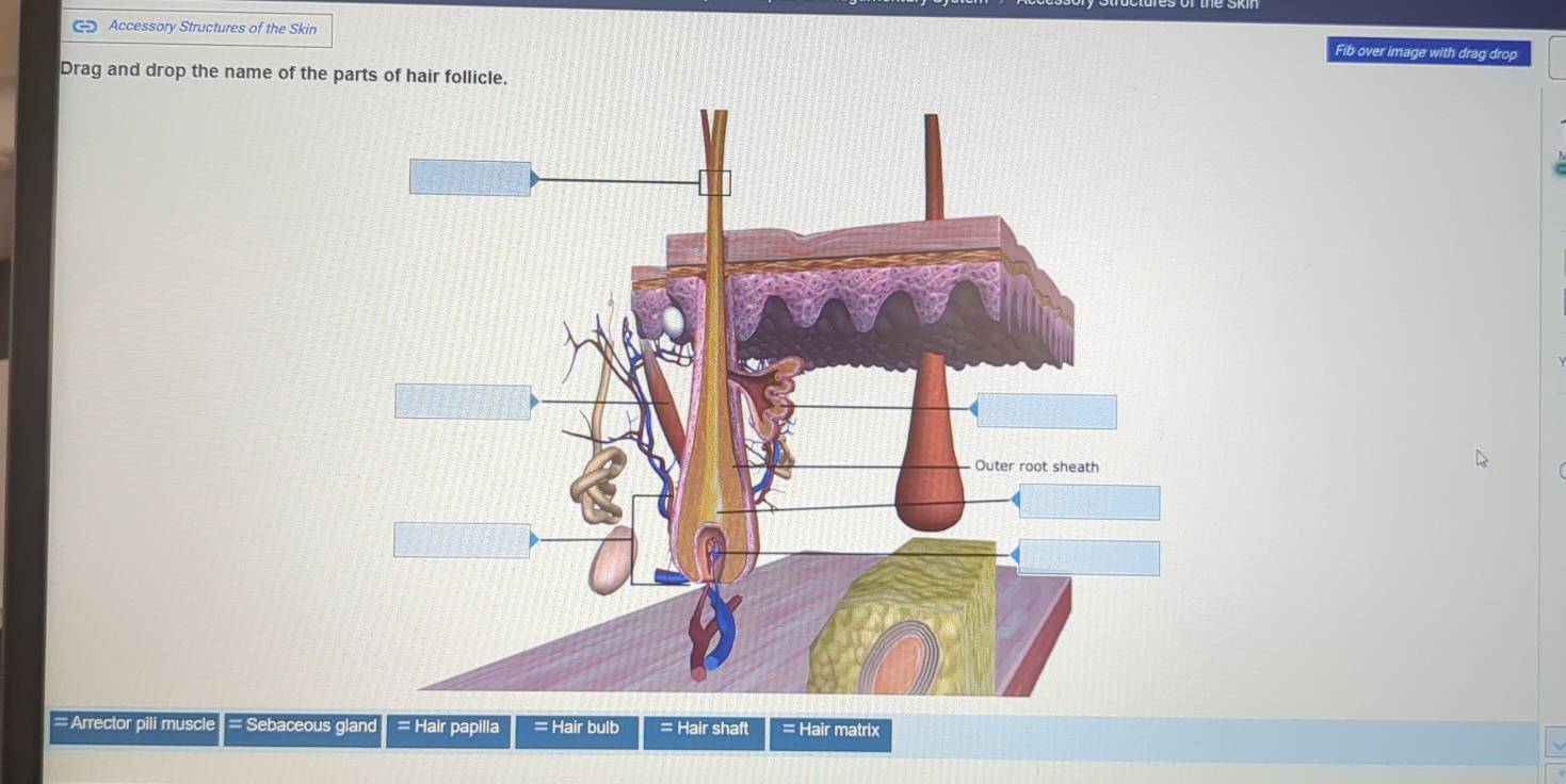 Accessory Structures of the Skin Fib over image with drag drop 
Drag and drop the name of the pa 
= Arrector pili muscle = Sebaceous gland = Hair papilla = Hair bulb = Hair shaft = Hair matrix