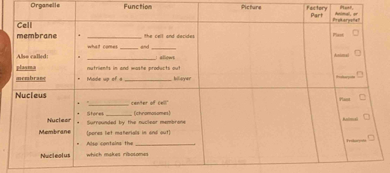 Organelle Function Picture Factory Plant,