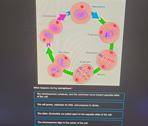 Wh
of the cell. The chromosomes condense, and the centrioles move toward opposite sides
The cell grows, replicates its DNA, and prepares to divide.
The sister chromatids are pulled apart to the opposite sides of the cell.
The chromosomes align in the center of the cell.