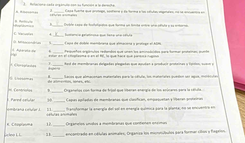 Relaciona cada orgánulo con su función a la derecha. 
Capa fuerte que protege, sostiene y da forma a las células vegetales; no se encuentra en 
A. Ribosomas 2. células animales 
B. Retículo 
In dopiás mico 3._ Doble capa de fosfolipidos que forma un límite entre una célula y su entorno. 
C. Vacuolas 4._ Sustancia gelatinosa que Ilena una célula 
D. Mitocondrias 5._ Capa de doble membrana que almacena y protege el ADN. 
E. Aparato de 6. _Pequeños orgánulos redondos que unen los aminoácidos para formar proteínas; puede 
plgi estar en el citoplasma o en el RE, lo que hace que parezca rugoso 
7. Red de membranas delgadas plegadas que ayudan a producir proteínas y lípidos; suave y 
F. Cloroplastos áspero 
G. Lisosomas 8. _Sacos que almacenan materiales para la célula; los materiales pueden ser agua, moléculas 
de alimentos, iones, etc. 
H. Centriolos 9._ Organelos con forma de frijol que liberan energía de los azúcares para la célula. 
l. Pared celular 10. _Capas apiladas de membranas que clasifican, empaquetan y liberan proteínas 
embrana celular J. 11._ Transformar la energía del sol en energía química para la planta; no se encuentra en 
células animales 
K. Citoplasma 12._ Organelos unidos a membranas que contienen enzimas 
úcleo L.L. 13._ encontrado en células animales; Organiza los microtúbulos para formar cilios y flagelos.