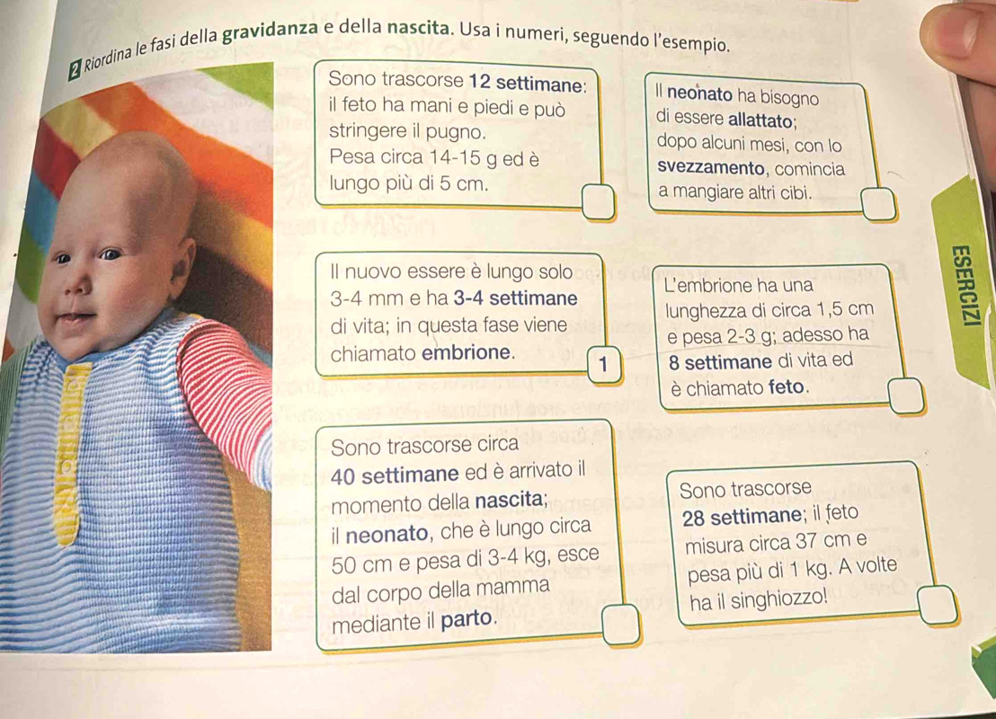 Riordina le fasi della gravidanza e della nascita. Usa i numeri, seguendo l’esempio. 
Sono trascorse 12 settimane: Il neonato ha bisogno 
il feto ha mani e piedi e può di essere allattato; 
stringere il pugno. dopo alcuni mesi, con lo 
Pesa circa 14-15 g ed è svezzamento, comincia 
lungo più di 5 cm. a mangiare altri cibi. 
Il nuovo essere è lungo solo L'embrione ha una
3-4 mm e ha 3-4 settimane lunghezza di circa 1,5 cm
di vita; in questa fase viene 
e pesa 2-3 g; adesso ha 
chiamato embrione. 1 8 settimane di vita ed 
è chiamato feto. 
Sono trascorse circa
40 settimane ed è arrivato il 
momento della nascita; Sono trascorse 
il neonato, che è lungo circa 28 settimane; il feto
50 cm e pesa di 3-4 kg, esce misura circa 37 cm e 
dal corpo della mamma pesa più di 1 kg. A volte 
mediante il parto. ha il singhiozzo!