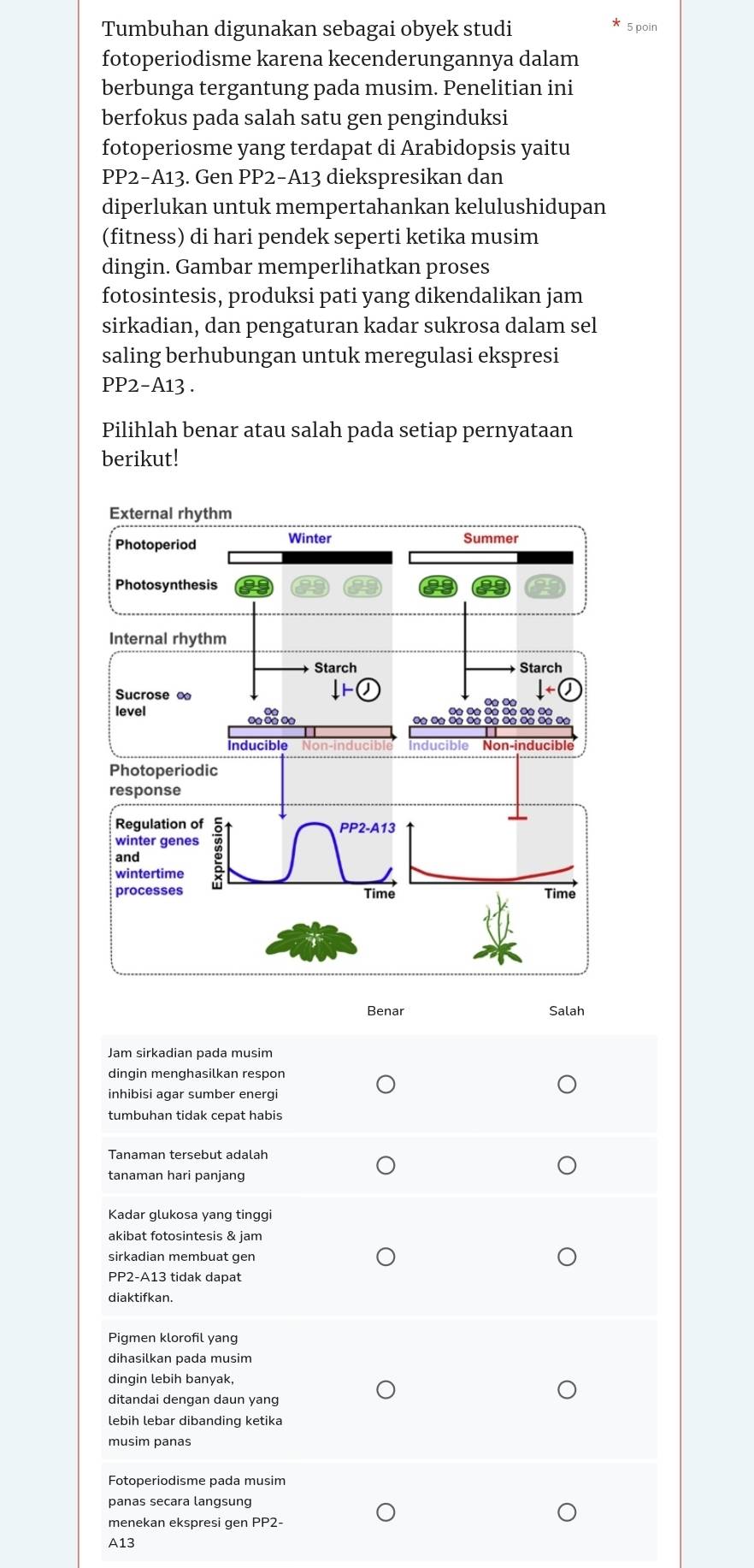 Tumbuhan digunakan sebagai obyek studi
5 poin
fotoperiodisme karena kecenderungannya dalam
berbunga tergantung pada musim. Penelitian ini
berfokus pada salah satu gen penginduksi
fotoperiosme yang terdapat di Arabidopsis yaitu
PP2−A13. Gen PP2−A13 diekspresikan dan
diperlukan untuk mempertahankan kelulushidupan
(fitness) di hari pendek seperti ketika musim
dingin. Gambar memperlihatkan proses
fotosintesis, produksi pati yang dikendalikan jam
sirkadian, dan pengaturan kadar sukrosa dalam sel
saling berhubungan untuk meregulasi ekspresi
PP2-A13 .
Pilihlah benar atau salah pada setiap pernyataan
berikut!
Benar Salah
Jam sirkadian pada musim
dingin menghasilkan respon
inhibisi agar sumber energi
tumbuhan tidak cepat habis
Tanaman tersebut adalah
tanaman hari panjang
Kadar glukosa yang tinggi
akibat fotosintesis & jam
sirkadian membuat gen
PP2-A13 tidak dapat
diaktifkan.
Pigmen klorofil yang
dihasilkan pada musim
dingin lebih banyak,
ditandai dengan daun yang
lebih lebar dibanding ketika
musim panas
Fotoperiodisme pada musim
panas secara langsung
menekan ekspresi gen PP2
A13