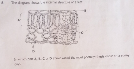 Solved: The diagram shows the internal structure of a leaf. In which ...