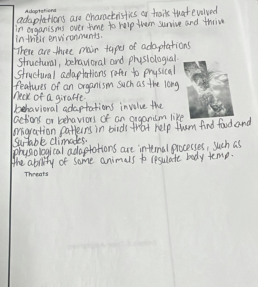 adaptations are charackristics or traits that evolved
in organisms over time to help them survive and thrive
in their environments.
There are three mair tapes of adaptations
structural, behavioral and physlologial.
structural adaptations refer to physical
features of an organism such as the long
neck of a giraffe.
behavioral adaptations involve the
actions or behaviors of an organism like
onigration patterrs in birds that help them find food and
Surtable climates.
physiological adaptations are internal processes, such as
the ability of some animals to resulate body temp.