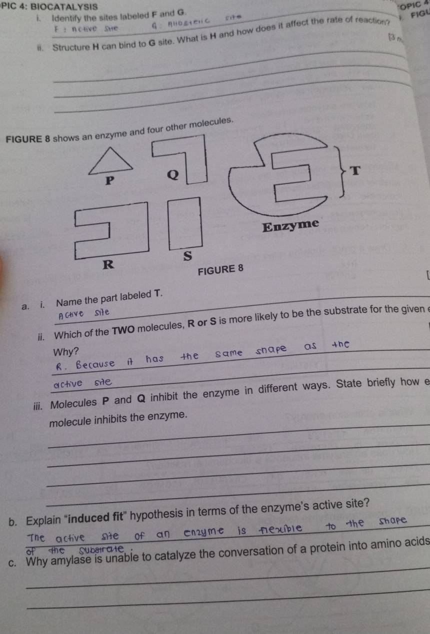PIC 4: BIOCATALYSIS OPIC 4 
i. Identify the sites labeled F and G. 
FIGL 
F : n c live sue G： BHO53EHC 
_ 
ii. Structure H can bind to G site. What is H and how does it affect the rate of reaction?
m
_ 
_ 
FIGURE 8 shows an enzyme and four other molecules.
P Q
T
Enzyme
s
R
FIGURE 8 
a. i. Name the part labeled T. 
ii. Which of the TWO molecules, R or S is more likely to be the substrate for the given 
Why? 
_ 
_rause it has the same shape as thC_ 
act 
iii. Molecules P and Q inhibit the enzyme in different ways. State briefly how e 
_ 
molecule inhibits the enzyme. 
_ 
_ 
_ 
_ 
b. Explain “induced fit” hypothesis in terms of the enzyme’s active site? 
The active Ωte 
of the subsirate 
_ 
c. Why amylase is unable to catalyze the conversation of a protein into amino acids 
_