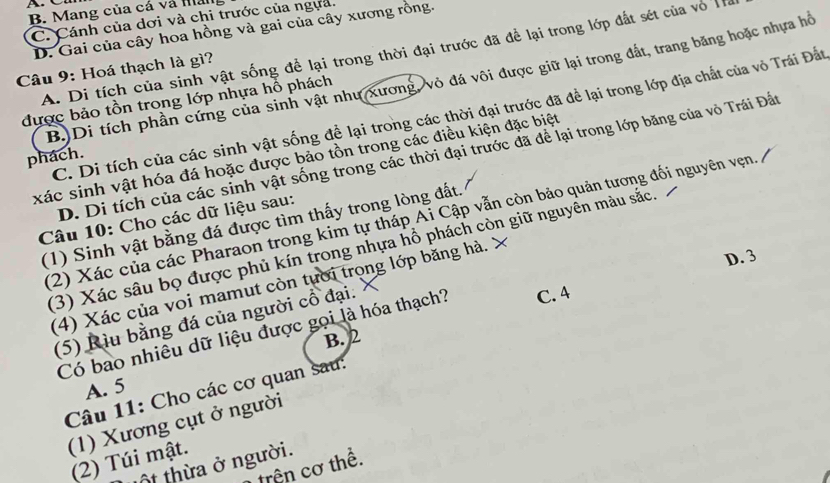 A
B. Mang của cá và nân
C. Cánh của dơi và chi trước của ngựa.
D. Gai của cây hoa hồng và gai của cây xương rồng.
A. Di tích của sinh vật sống để lại trong thời đại trước đã để lại trong lớp đất sét của vô 
Câu 9: Hoá thạch là gì?
B.)Di tích phần cứng của sinh vật như xương, vỏ đá vôi được giữ lại trong đất, trang băng hoặc nhựa hỗ
được bảo tồn trong lớp nhựa hỗ phách
C. Di tích của các sinh vật sống đề lại trong các thời đại trước đã để lại trong lớp địa chất của vô Trái Đất
D. Di tích của các sinh vật sống trong các thời đại trước đã để lại trong lớp băng của vô Trái Đất
phách.
xác sinh vật hóa đá hoặc được bảo tồn trong các điều kiện đặc biệt
(2) Xác của các Pharaon trong kim tự tháp Ai Cập vẫn còn bảo quản tương đối nguyên vẹn. /
Câu 10: Cho các dữ liệu sau:
(1) Sinh vật bằng đá được tìm thấy trong lòng đất.
(3) Xác sâu bọ được phủ kín trong nhựa hồ phách còn giữ nguyền màu sắc.
D. 3
(4) Xác của voi mamut còn tưới trọng lớp băng hà. X
(5) Rìu bằng đá của người cổ đại.
Có bao nhiêu dữ liệu được gọi là hóa thạch? C. 4
B. 2
A. 5
Câu 11: Cho các cơ quan sau:
(1) Xương cụt ở người
(2) Túi mật.
ột thừa ở người.
trên cơ thể.