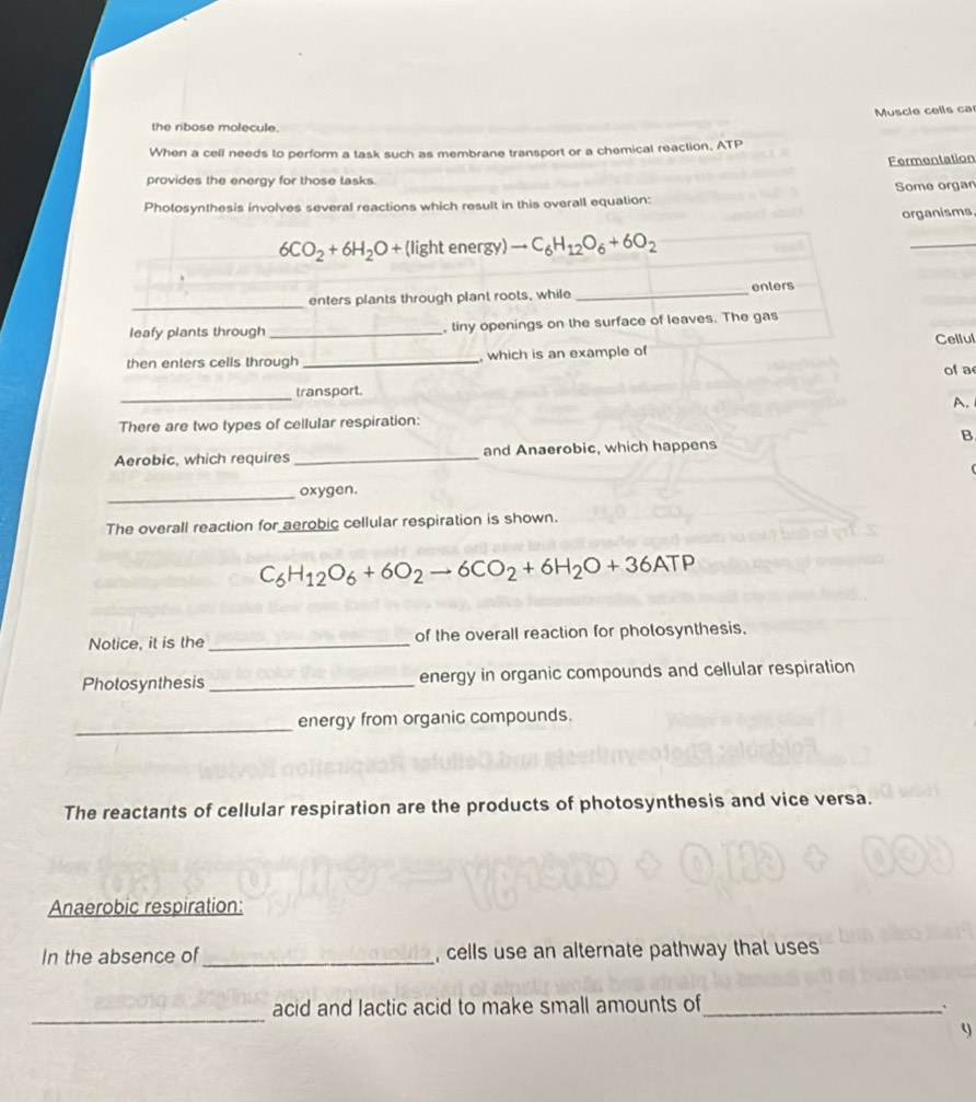 Muscle cells car 
the ribose molecule. 
When a cell needs to perform a task such as membrane transport or a chemical reaction, ATP 
Fermentation 
provides the energy for those tasks. 
Photosynthesis involves several reactions which result in this overall equation: Some organ 
organisms.
6CO_2+6H_2O+(lightenergy)to C_6H_12O_6+6O_2
_ 
enters plants through plant roots, while _enters 
leafy plants through_ , tiny openings on the surface of leaves. The gas 
Cellul 
then enters cells through _, which is an example of 
of a 
_transport. 
A. 
There are two types of cellular respiration: 
B 
Aerobic, which requires _and Anaerobic, which happens 
_oxygen. 
The overall reaction for aerobic cellular respiration is shown.
C_6H_12O_6+6O_2to 6CO_2+6H_2O+36ATP
Notice, it is the _of the overall reaction for photosynthesis. 
Photosynthesis _energy in organic compounds and cellular respiration 
_energy from organic compounds. 
The reactants of cellular respiration are the products of photosynthesis and vice versa. 
Anaerobic respiration: 
In the absence of _, cells use an alternate pathway that uses 
_ 
acid and lactic acid to make small amounts of_ . 
9
