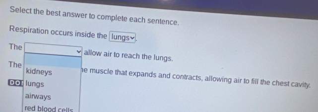 Select the best answer to complete each sentence.
Respiration occurs inside the lungs≌
The □ allow air to reach the lungs.
kidneys
The he muscle that expands and contracts, allowing air to fill the chest cavity.
porlungs
airways
red blood cells