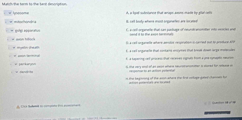 Match the term to the best description.
lysosome A, a lipid substance that wraps axons made by giial cells
mitochondria B. cell body where most organelles are located
golg) apparatus C. a cell organelle that can package of neurotransmitter into vesicles and
send it to the axon terminals
axon hillock
D. a cell organelle where aerobic respiration is carried out to produce ATP
myelin sheath
E. a cell organelle that contains enzymes that break down large molecules
axon terminal
F. a tapering cell process that receives signals from a pre-synaptic neuron
perikaryon
G. the very end of an axon where neurotransmitter is stored for release in
dendrite response to an action potential
H, the beginning of the axon where the first voltage-gated channels for
action potentials are located
Click Submit to complete this assessment Question 10 of 10
= 41 1 éconsent ins 10931211 éades es
