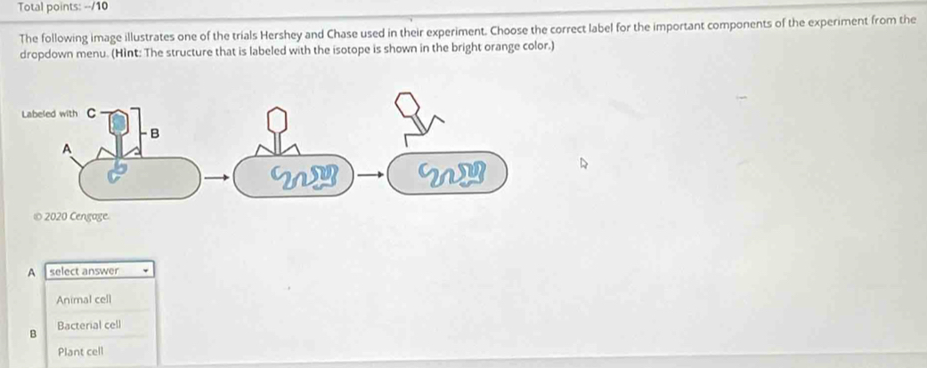 Total points: --/10
The following image illustrates one of the trials Hershey and Chase used in their experiment. Choose the correct label for the important components of the experiment from the
dropdown menu. (Hint: The structure that is labeled with the isotope is shown in the bright orange color.)
A select answer
Animal cell
B Bacterial cell
Plant cell