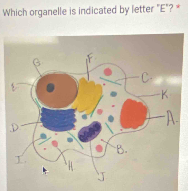 Which organelle is indicated by letter "E"? *