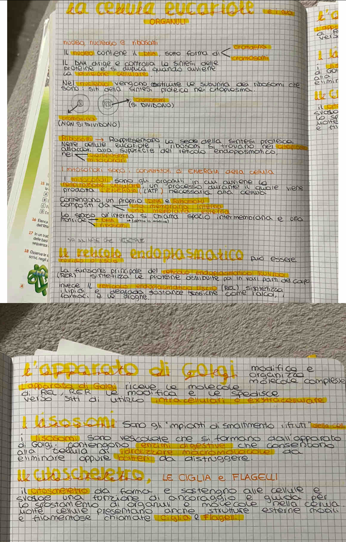 ORGANULI
nided nudedube lkosomi deis
ll hudeo conliene i ble, sond forme di
LL ANA dirige e comrola la Sinlesi delle ctoneomi
proreine es dupuee quande awwene
GO
and
b Nel me vengono cstute le subuna des ribesom che elmin
bond, sit dela Ginies: proleie he expplesme.
leC
(S. DIVIBONO)
svoso
(NON SI BINIDONO) lose
e til molte
Roppresentand Ue sede della sintes proteical
Nere cellule eucoliote iibosom S trouano pe
aHac ald superficle dei rencolo endopasmance
nelx
mntàdo(grù sgxb dónveràton àì ENéRG A dela celluca
1sono gu orgoul in cu aiene le
un processo durante i dudle vere
prodota IATP becessdris ala delub
contengono un propho e
composti dos
Lo spacie ar interne si chiama spacio intermembiand e ond
motice
SnAxMK Sb KK
I weatet edeprdoul ad essee
La funzone principale del rond
(RER) sinterzale potene distibuite pa n vari partde ca
invecel (Re) sigterzz
tamac. e eadeogne tostance siche come raco, 
toat a gol asee
organiztd
melecble complesse
Iapparcat di golou riceve U molecole
REL, RER Le moDIfica ele spedisce
dierse siidi GtRlo Tn
adeuadfe
Ieool Soo gh impiceh o smarmento sifutiella cen
di Goig. Conengonescougte one s formore aas apparato
dibettive che consentond
ala celula a
enmimare oppore da distruggere
Ue COKCRR A, Le CCLAe FLAGEUI
hellal coyua
e firamentose chiomare diipe flagey.