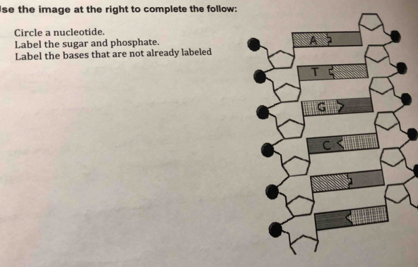 lse the image at the right to complete the follow: 
Circle a nucleotide. 
Label the sugar and phosphate. 
Label the bases that are not already labeled