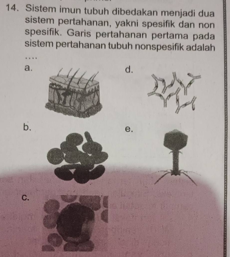 Sistem imun tubuh dibedakan menjadi dua 
sistem pertahanan, yakni spesifik dan non 
spesifik. Garis pertahanan pertama pada 
sistem pertahanan tubuh nonspesifik adalah 
. 
a. 
d. 
b. 
e. 
C.