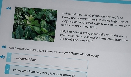 Unlike animals, most plants do not eat food.
Piants use photosynthesis to make sugar, which
they use as food. Plant cells break down sugar to
get the energy they need.
But, like animal cells, plant cells do make many
chemicals. Plant cells make some chemicals that
the plant does not need.
What waste do most plants need to remove? Select all that apply.
undigested food
unneeded chemicals that plant cells make ?