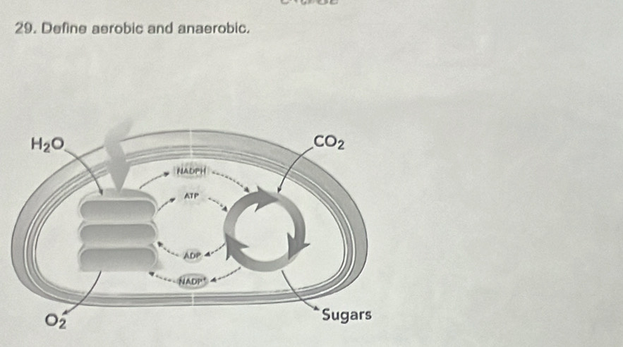 Define aerobic and anaerobic.