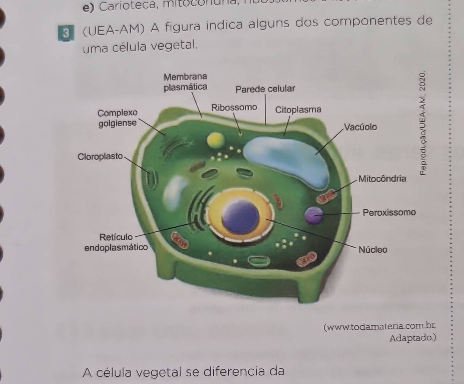 ) Carioteca, mito o n u na , 
3 (UEA-AM) A figura indica alguns dos componentes de 
uma célula vegetal. 
(www.todamateria.com.br. 
Adaptado.) 
A célula vegetal se diferencia da