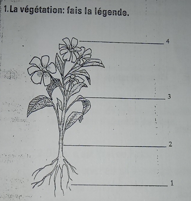 La végétation: fais la légende.