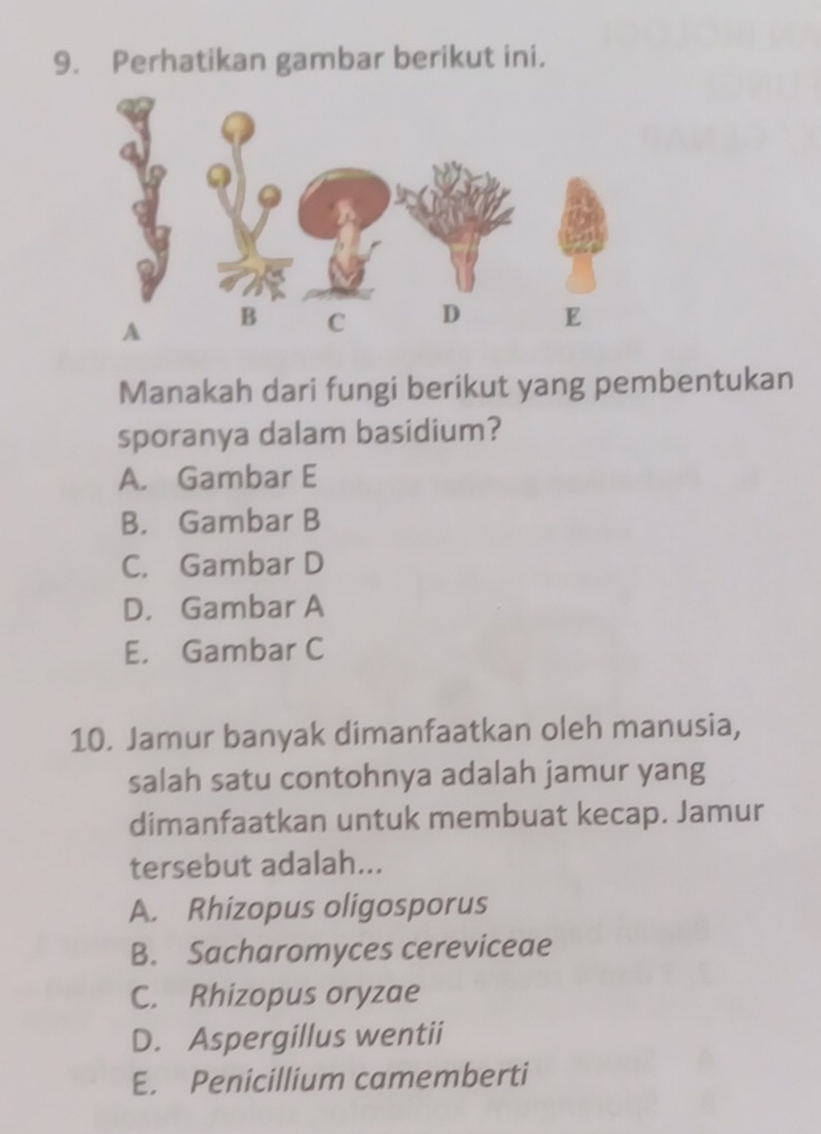 Perhatikan gambar berikut ini.
Manakah dari fungi berikut yang pembentukan
sporanya dalam basidium?
A. Gambar E
B. Gambar B
C. Gambar D
D， Gambar A
E. Gambar C
10. Jamur banyak dimanfaatkan oleh manusia,
salah satu contohnya adalah jamur yang
dimanfaatkan untuk membuat kecap. Jamur
tersebut adalah...
A. Rhizopus oligosporus
B. Sacharomyces cereviceae
C. Rhizopus oryzae
D. Aspergillus wentii
E. Penicillium camemberti