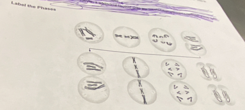 Label the Phases