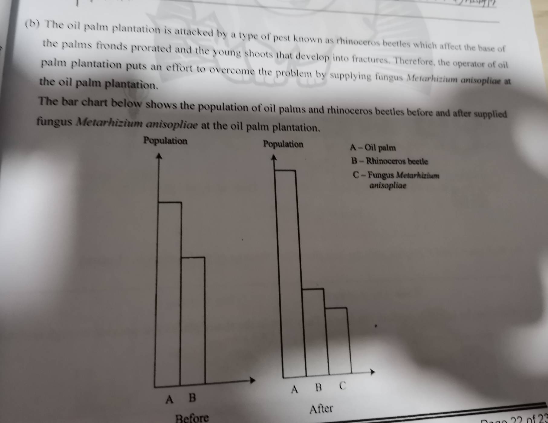 The oil palm plantation is attacked by a type of pest known as rhinoceros beetles which affect the base of 
the palms fronds prorated and the young shoots that develop into fractures. Therefore, the operator of oil 
palm plantation puts an effort to overcome the problem by supplying fungus Metarhizium ani opliae 
the oil palm plantation. 
The bar chart below shows the population of oil palms and rhinoceros beetles before and after supplied 
fungus Metarhizium anisopliæe at the oil palm plantation. 
Population 
A - Oil palm 
B - Rhinoceros beetle 
C - Fungus Metarhizium 
anisopliae 
A B C 
Before After