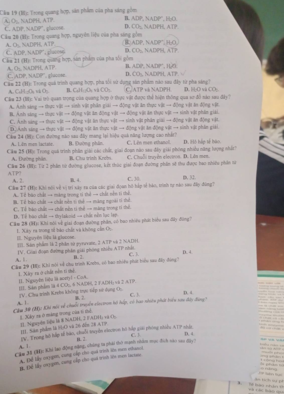 Trong quang hợp, sản phẩm của pha sáng gồm
B.
A. O_2.. N ADP H, ATP ADP,NADP^+,H_2O.
C. ADP.NADP^+ , glucose.
D. CO_2,NADPH, ATP.
Câu 20 (H): Trong quang hợp, nguyên liệu của pha sáng gồm
B.
A. O_2. NADPH ATP. ADP. NADP^+,H_2O,
D.
C. ADI ,NADP^+ , glucose. CO_2. NADPH, overline ATP.
Câu 21 (H) 0: Trong quang hợp, sản phẩm của pha tối gồm
A. O_2. NADPH, ATP. B. ADP,NADP^+,H_2O.
D.
C. ADP NADP^- , glucose. CO_2.  ADPH,A TP.
Câu 22 (H ): Trong quá trình quang hợp, pha tối sử dụng sản phẩm nào sau đây từ pha sáng?
A. C_6H_12O_6 và _2. B. C_6H_12O_6 và CO_2 C. ATP và NADPH. D. H_2O và CO_2.
Câu 23 (H): Vai trò quan trọng của quang hợp ở thực vật được thể hiện thông qua sơ đồ nào sau đây?
A. Ánh sáng → thực vật → sinh vật phân giải → động vật ăn thực vật → động vật ăn động vật.
B. Ảnh sáng → thực vật → động vật ăn động vật → động vật ăn thực vật → sinh vật phân giải.
C. Ánh sáng → thực vật → động vật ăn thực vật → sinh vật phân giải → động vật ăn động vật.
D. Ảnh sáng → thực vật → động vật ăn thực vật → động vật ăn động vật → sinh vật phân giải.
Câu 24 (H): Con đường nào sau đây mang lại hiệu quả năng lượng cao nhất?
A. Lên men lactate. B. Đường phản. C. Lên men ethanol. D. Hộ hấp tế bào.
Câu 25 (H): Trong quá trình phân giải các chất, giai đoạn nào sau đây giải phóng nhiều năng lượng nhất?
A. Đường phân. B. Chu trình Krebs. C. Chuỗi truyền electron. D. Lên men.
Câu 26 (H): Từ 2 phân tử đường glucose, kết thúc giai đoạn đường phân sẽ thu được bao nhiêu phân tử
ATP?
A. 2. B. 4.
C. 30. D. 32.
Câu 27 (H): Khi nói về vị trí xảy ra của các giai đọan hô hắp tế bảo, trình tự nào sau đây đúng?
A. Tế bào chất → màng trong ti thể → chất nền ti thể.
B. Tể bào chất → chất nền ti thể → màng ngoài ti thể.
C. Tế bào chất → chất nền ti thể → màng trong ti thể.
D. Tế bảo chất → thylakoid → chất nền lục lạp.
Câu 28 (H): Khi nói về giai đoạn đường phân, có bao nhiêu phát biểu sau đây đúng?
I. Xảy ra trong tế bào chất và không cần O₂.
II. Nguyên liệu là glucose.
III. Sản phẩm là 2 phân tử pyruvate, 2 ATP và 2 NADH.
IV. Giai đoạn đường phân giải phóng nhiều ATP nhất.
C. 3.
A. 1. B. 2. D. 4.
Câu 29 (H): Khi nói về chu trình Krebs, có bao nhiêu phát biểu sau đây đúng?
I. Xảy ra ở chất nền ti thể.
II. Nguyên liệu là acetyl - CoA.
III. Sản phẩm là 4 CO₂, 6 NADH, 2 FADH₂ và 2 ATP.
IV. Chu trình Krebs không trực tiếp sử dụng O₂.
B. 2. C. 3.
D. 4.
A. 1.
Câu 30 (H): Khi nói về chuỗi truyền electron hồ hấp, có bao nhiêu phát biểu sau đây đúng?
I. Xây ra ở màng trong của ti thể.
II. Nguyên liệu là 8 NADH, 2 FADH₂ và O₂.
ố   chất có cá 
* phản ứng h
III. Sản phẩm là H_2 O và 26 đến 28 ATP.
IV. Trong hồ hấp tế bào, chuỗi truyền electron hô hấp giải phóng nhiều ATP nhất.
tinh enzyms
độ cơ chất  
B. 2. C. 3.
D. 4.
Ap   Va  Và i
A. 1.
biểu nào sa
Câu 31 (H): Khi lao động nặng, chúng ta phái thở mạnh nhằm mục đích nào sau đây?
A. Để lấy oxygen, cung cấp cho quá trình lên men ethanol.
t n từ ATP e
B. Để lấy oxygen, cung cấp cho quá trình lên men lactate.
muối pho
ng phân t
t  cộng ho
ài phān tù
o nāng.
,TP liên tục
ân tích sự ph
3. Tế bào nhân th
và các bào qua