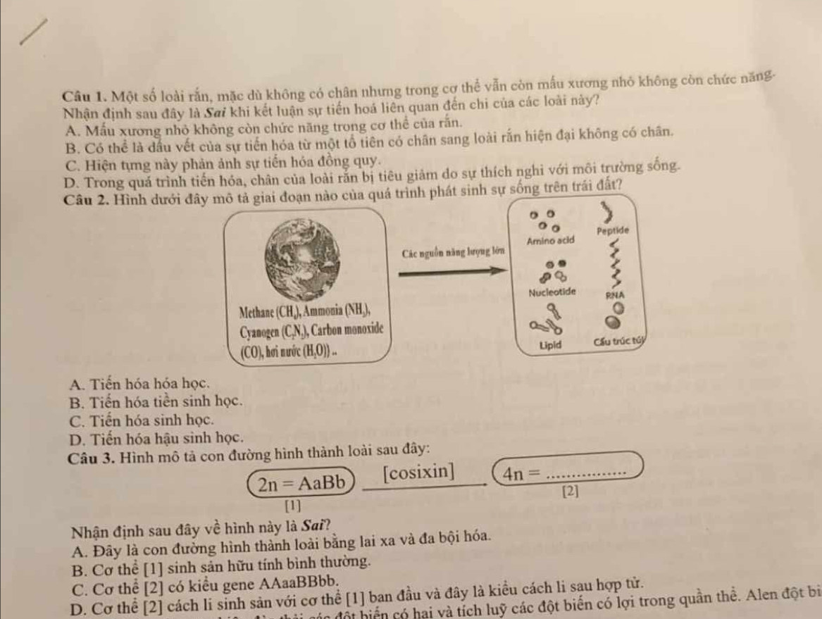 Một số loài rắn, mặc dù không có chân nhưng trong cơ thể vẫn còn mẫu xương nhỏ không còn chức năng-
Nhận định sau đây là Sơi khi kết luận sự tiến hoá liên quan đến chi của các loài này?
A. Mẫu xương nhỏ không còn chức năng trong cơ thể của rấn.
B. Có thể là dầu vết của sự tiến hóa từ một tổ tiên có chân sang loài rắn hiện đại không có chân.
C. Hiện tựng này phản ảnh sự tiến hóa đồng quy.
D. Trong quá trình tiến hóa, chân của loài rằn bị tiêu giảm do sự thích nghi với môi trường sống.
Câu 2. Hình dưới đây mô tả giai đoạn nào của quá trình phát sinh sự sống trên trái đất?
Amino acid Peptide
Các nguồn năng lượng lớn
I
Nucleotide RN
Methane (CH_4) Ammonia (NH_3),
Cyanogen (C_2N_2) , Carbon monoxide
(CO), hơi nước (H_2O)). Lipid Cầu trúc túy
A. Tiến hóa hóa học.
B. Tiến hóa tiền sinh học.
C. Tiến hóa sinh học.
D. Tiến hóa hậu sinh học.
Câu 3. Hình mô tả con đường hình thành loài sau đây:
2n=AaBb [cosixin] 4n= _
[2]
[1]
Nhận định sau đây về hình này là Sai?
A. Đây là con đưởng hình thành loài bằng lai xa và đa bội hóa.
B. Cơ thể [1] sinh sản hữu tính bình thường.
C. Cơ thể [2] có kiểu gene AAaaBBbb.
D. Cơ thể [2] cách li sinh sản với cơ thể [1] ban đầu và đây là kiều cách li sau hợp tử.
hể  ó hai và tích luỹ các đột biến có lợi trong quần thể. Alen đột bi