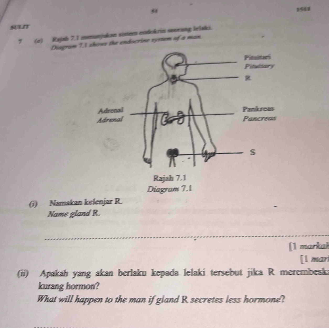 51 
1588 
SULIT 
7 (o) Rajah 7.1 menunjukan sistem endokrin seorang lelaki. 
Diagram 7.ws the endocrine system of a man. 
(i) Namakan kelenjar R. 
Name gland R. 
_ 
[1 markah 
[l mar 
(ii) Apakah yang akan berlaku kepada lelaki tersebut jika R merembesk: 
kurang hormon? 
What will happen to the man if gland R secretes less hormone?