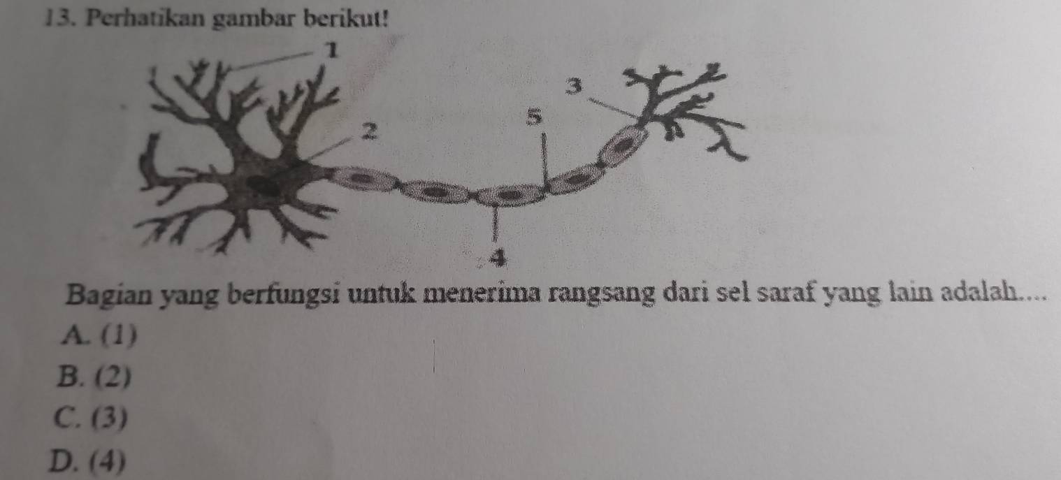 Perhatikan gambar berikut!
Bagian yang berfungsi untuk menerima rangsang dari sel saraf yang lain adalah....
A. (1)
B. (2)
C. (3)
D. (4)