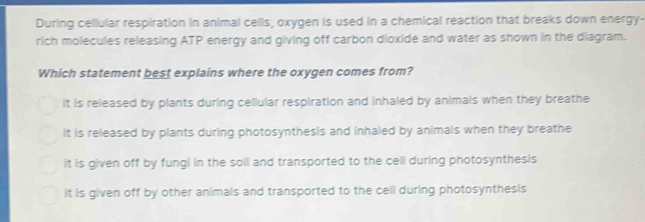 During cellular respiration in animal cells, oxygen is used in a chemical reaction that breaks down energy-
rich molecules releasing ATP energy and giving off carbon dioxide and water as shown in the diagram.
Which statement best explains where the oxygen comes from?
it is released by plants during cellular respiration and inhaled by animals when they breathe
it is released by plants during photosynthesis and inhaled by animals when they breathe
it is given off by fungi in the soil and transported to the cell during photosynthesis
it is given off by other animals and transported to the cell during photosynthesis