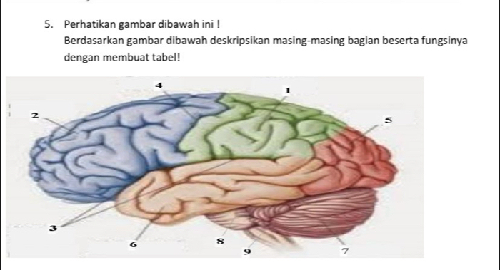 Perhatikan gambar dibawah ini ! 
Berdasarkan gambar dibawah deskripsikan masing-masing bagian beserta fungsinya 
dengan membuat tabel!