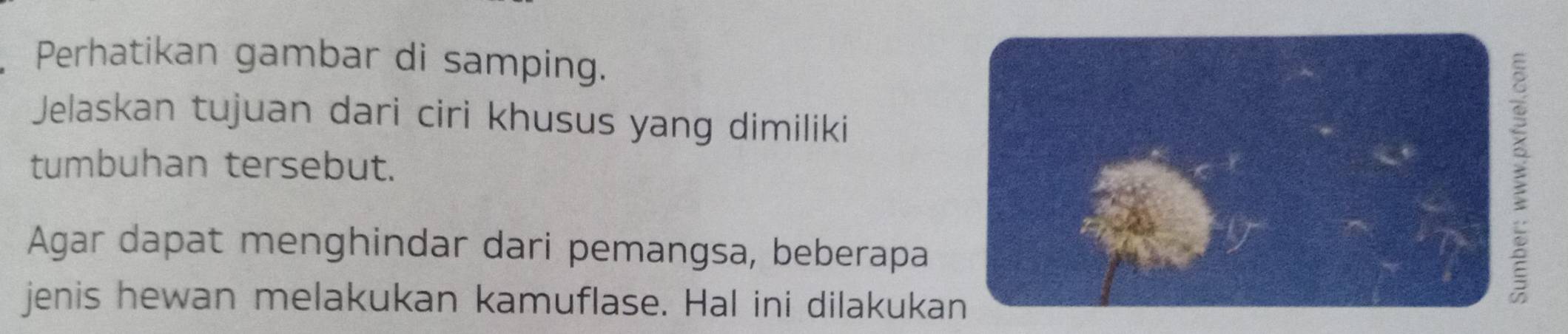 Perhatikan gambar di samping. 
Jelaskan tujuan dari ciri khusus yang dimiliki 
tumbuhan tersebut. : 
Agar dapat menghindar dari pemangsa, beberapa 
jenis hewan melakukan kamuflase. Hal ini dilakukan