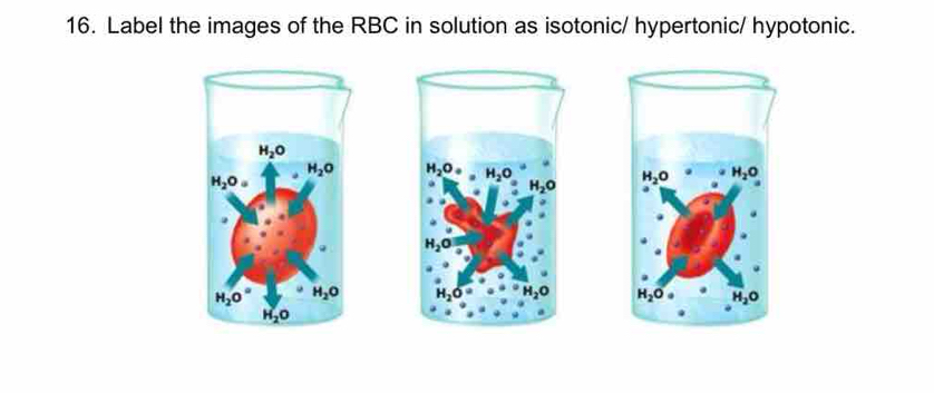 Solved: Label the images of the RBC in solution as isotonic/ hypertonic ...