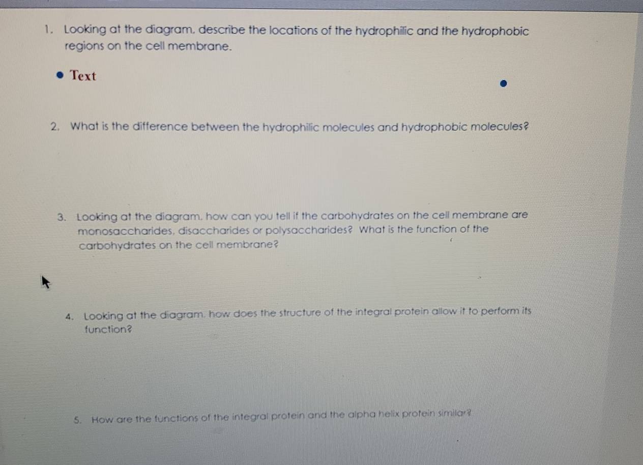 Looking at the diagram, describe the locations of the hydrophilic and the hydrophobic 
regions on the cell membrane. 
Text 
2. What is the difference between the hydrophilic molecules and hydrophobic molecules? 
3. Looking at the diagram. how can you tell if the carbohydrates on the cell membrane are 
monosaccharides, disaccharides or polysaccharides? What is the function of the 
carbohydrates on the cell membrane? 
4. Looking at the diagram. how does the structure of the integral protein allow it to perform its 
function? 
5. How are the functions of the integral protein and the alpha helix protein similar?