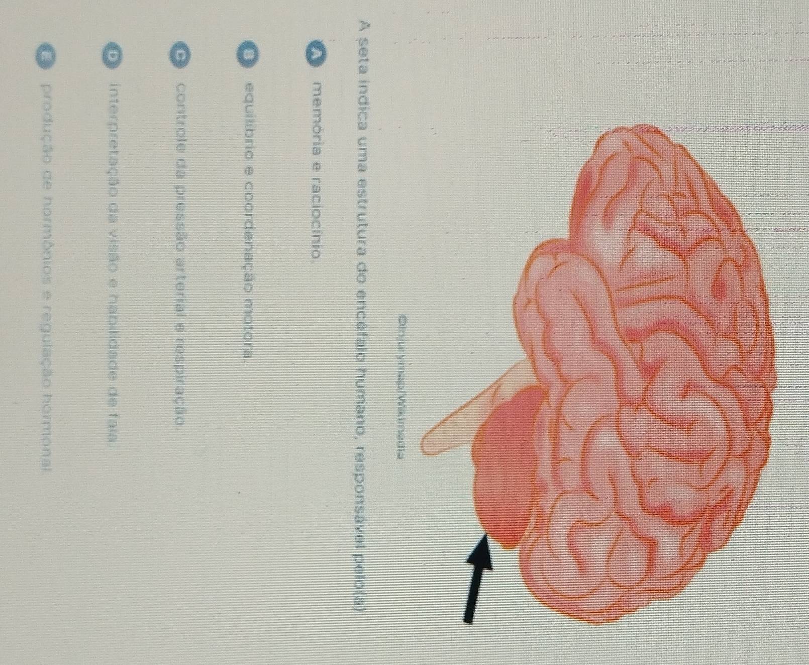 A seta indica uma estrutura do encéfalo humano, responsável pelo(a)
memória e raciocínio.
Co equilibrio e coordenação motora.
controle da pressão arterial e respiração.
interpretação da visão e hapilidade de fala.
produção de hormônios e regulação hormonal