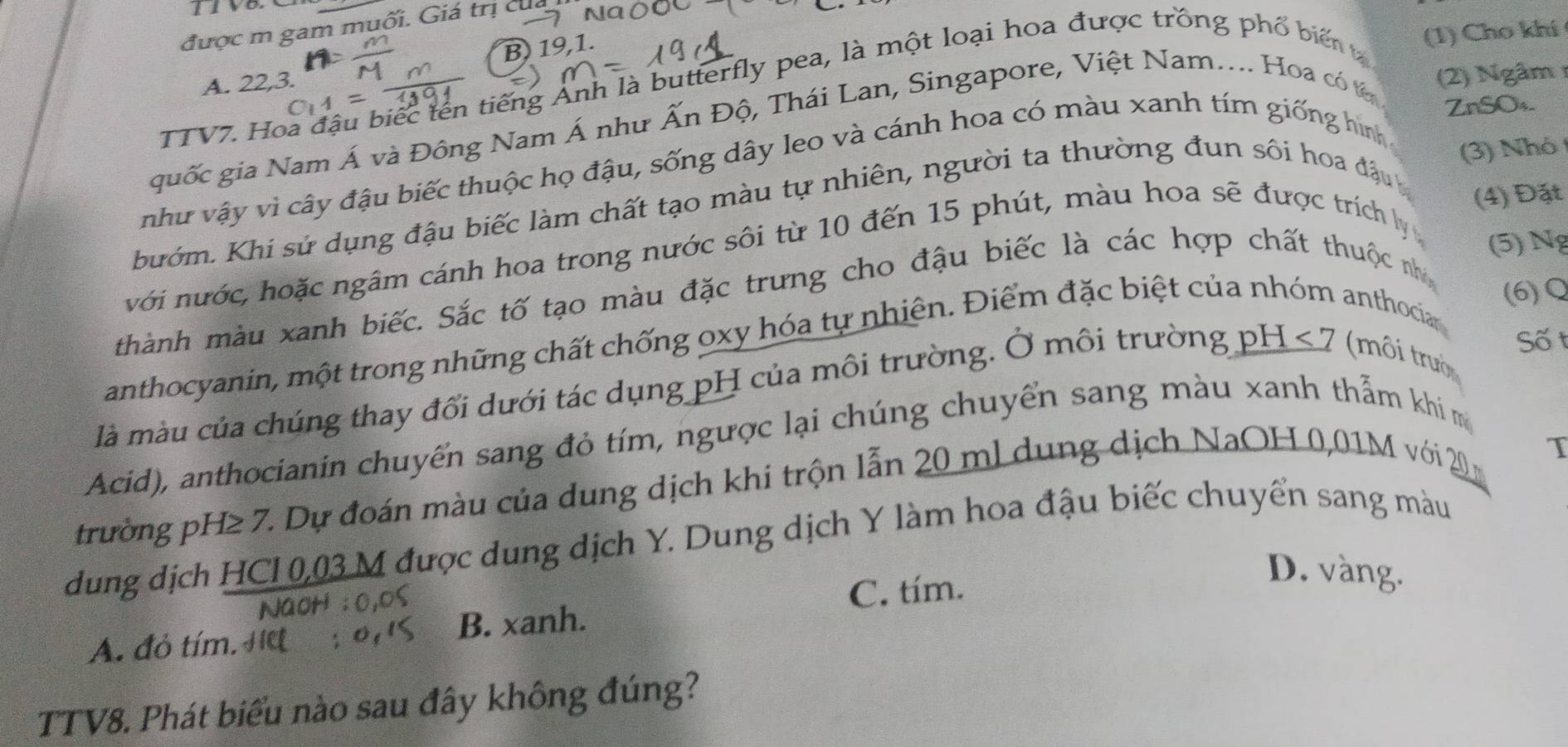 được m gam muối. Giá trị của Na 0
B) 19,1.
TTV7. Hoa đậu biếc tên tiếng Ảnh là butterfly pea, là một loại hoa được trồng phố biế (1) Cho khí
A. 22,3.
ZnSO₄.
guốc gia Nam Á và Đông Nam Á như Ấn Độ, Thái Lan, Singapore, Việt Nam... Hoa có t (2) Ngâm 
như vậy vì cây đậu biếc thuộc họ đậu, sống dây leo và cánh hoa có màu xanh tím giống hình
(3) Nhó
bướm. Khi sử dụng đậu biếc làm chất tạo màu tự nhiên, người ta thường đun sôi hoa đậu 
(4) Đặt
với nước, hoặc ngâm cánh hoa trong nước sôi từ 10 đến 15 phút, màu hoa sẽ được trích ly 
(5) Ng
thành màu xanh biếc. Sắc tố tạo màu đặc trưng cho đậu biếc là các hợp chất thuộc nh
(6)Q
anthocyanin, một trong những chất chống oxy hóa tự nhiên. Điểm đặc biệt của nhóm anthociar
Số t
là màu của chúng thay đổi dưới tác dụng pH của môi trường. Ở môi trường pH < 7 (môi trườ
Acid), anthocianin chuyển sang đỏ tím, ngược lại chúng chuyển sang màu xanh thẫm khi m
T
trường pH≥ 7. Dự đoán màu của dung dịch khi trộn lẫn 20 ml dung dịch NaOH 0,01M với 20 m
dung dịch HCI 0,03 M được dung dịch Y. Dung dịch Y làm hoa đậu biếc chuyển sang màu
C. tím.
D. vàng.
B. xanh.
A. đỏ tím. 
TTV8. Phát biểu nào sau đây không đúng?