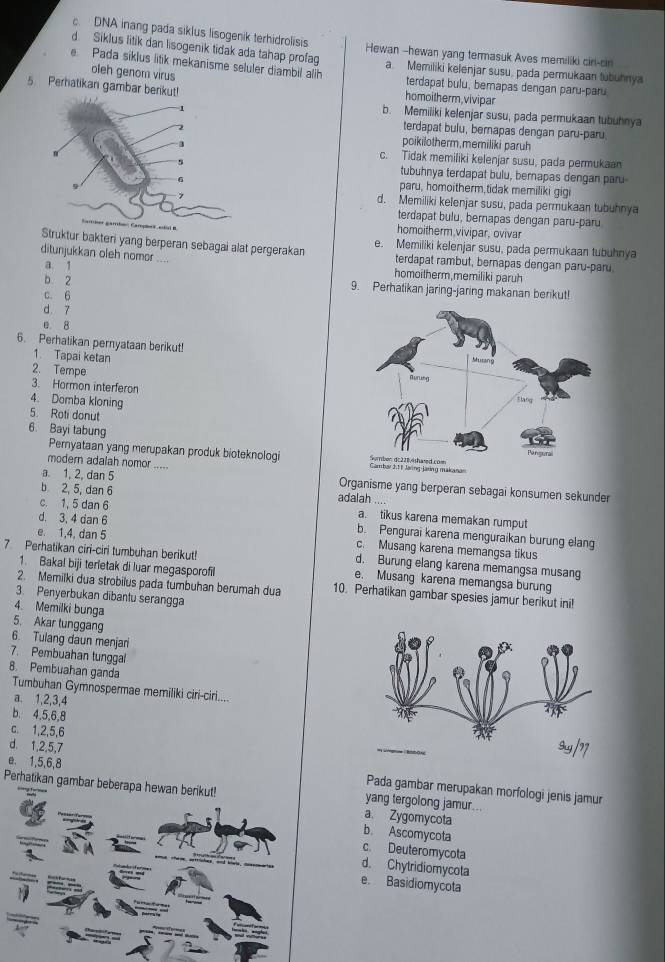 c. DNA inang pada siklus lisogenik terhidrolisis
d Siklus litik dan lisogenik tidak ada tahap profag Hewan --hewan yang termasuk Aves memiliki cirl-cir
e Pada siklus litik mekanisme seluler diambil alih a Memiliki kelenjar susu, pada permukaan tubühny
oleh genom virus terdapat bulu, bemapas dengan paru-paru
5 Pernatikan gambar berikut!
homoitherm,vivipar
b. Memiliki kelenjar susu, pada permukaan tubuhnya
terdapat bulu, bernapas dengan paru-paru
poikilotherm,memiliki paruh
c. Tidak memiliki kelenjar susu, pada permukaan
tubuhnya terdapat bulu, bernapas dengan paru
paru, homoitherm,tidak memiliki gig
d. Memiliki kelenjar susu, pada permukaan tubuhnya
terdapat bulu, bernapas dengan paru-paru
homoitherm.vivipar, ovivar
r bakteri yang berperan sebagai alat pergerakan e. Memiliki kelenjar susu, pada permukaan tubuhnya
ditunjukkan oleh nomor .... terdapat rambut, bernapas dengan paru-paru
a 1 homoitherm,memiliki paruh
b 2 9. Perhatikan jaring-jaring makanan berikut!
c. 6
d 7
e 8
6. Perhalikan pernyataan berikut!
1. Tapai ketan
2. Tempe
3. Hormon interferon
4. Domba kloning
5. Roti donut
6. Bayi tabung
Pernyataan yang merupakan produk bioteknologi 
modern adalah nomor ..... 
a. 1, 2, dan 5 adalah .... Organisme yang berperan sebagai konsumen sekunder
b 2, 5, dan 6 a. tikus karena memakan rumput
c. 1, 5 dan 6 b. Pengurai karena menguraikan burung elang
d. 3. 4 dan 6 c. Musang karena memangsa tikus
e. 1,4, dan 5 d. Burung elang karena memangsa musang
7 Perhatikan ciri-ciri tumbuhan berikut e. Musang karena memangsa burung
1. Bakal biji terletak di luar megasporofil
2. Memilki dua strobilus pada tumbuhan berumah dua 10. Perhatikan gambar spesies jamur berikut ini
3. Penyerbukan dibantu serangga
4. Memilki bunga
5. Akar tunggang
6. Tulang daun menjar
7. Pembuahan tunggal
8. Pembuahan ganda
Tumbuhan Gymnospermae memiliki ciri-ciri....
a. 1,2,3,4
b. 4,5,6,8
c. 1,2,5,6
e. 1,5,6,8
d. 1,2,5,7 Pada gambar merupakan morfologi jenis jamur
Perhatikan gambar beberapa hewan berikut! yang tergolong jamur.
a. Zygomycota
b. Ascomycota
c. Deuteromycota
d. Chytridiomycota
e Basidiomycota