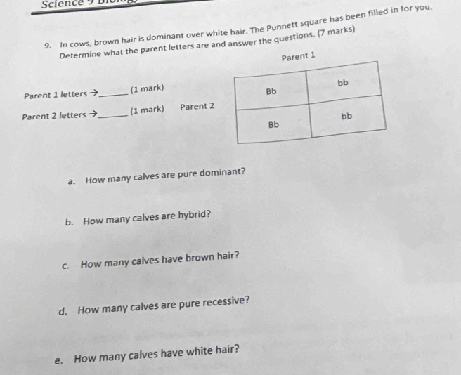 Science 9 Bi 
9. In cows, brown hair is dominant over white hair. The Punnett square has been filled in for you 
Determine what the parent letters are and answer the questions. (7 marks) 
Parent 1 letters _(1 mark) 
Parent 2 letters _(1 mark) Parent 2 
a. How many calves are pure dominant? 
b. How many calves are hybrid? 
c. How many calves have brown hair? 
d. How many calves are pure recessive? 
e. How many calves have white hair?