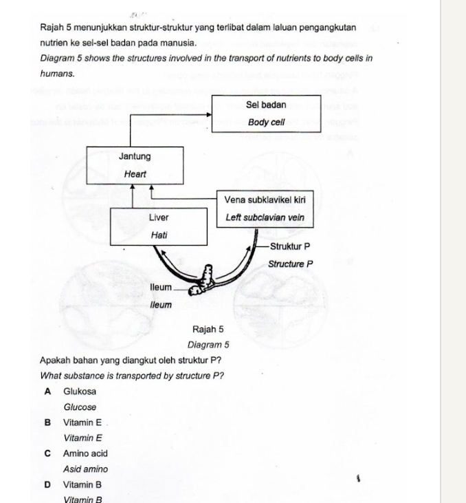 Rajah 5 menunjukkan struktur-struktur yang terlibat dalam laluan pengangkutan
nutrien ke sel-sel badan pada manusia.
Diagram 5 shows the structures involved in the transport of nutrients to body cells in
humans.
Apakah bahan yang diangkut oleh struktur P?
What substance is transported by structure P?
A Glukosa
Glucose
B Vitamin E
Vitamin E
C Amino acid
Asid amino
D Vitamin B
Vitamin B