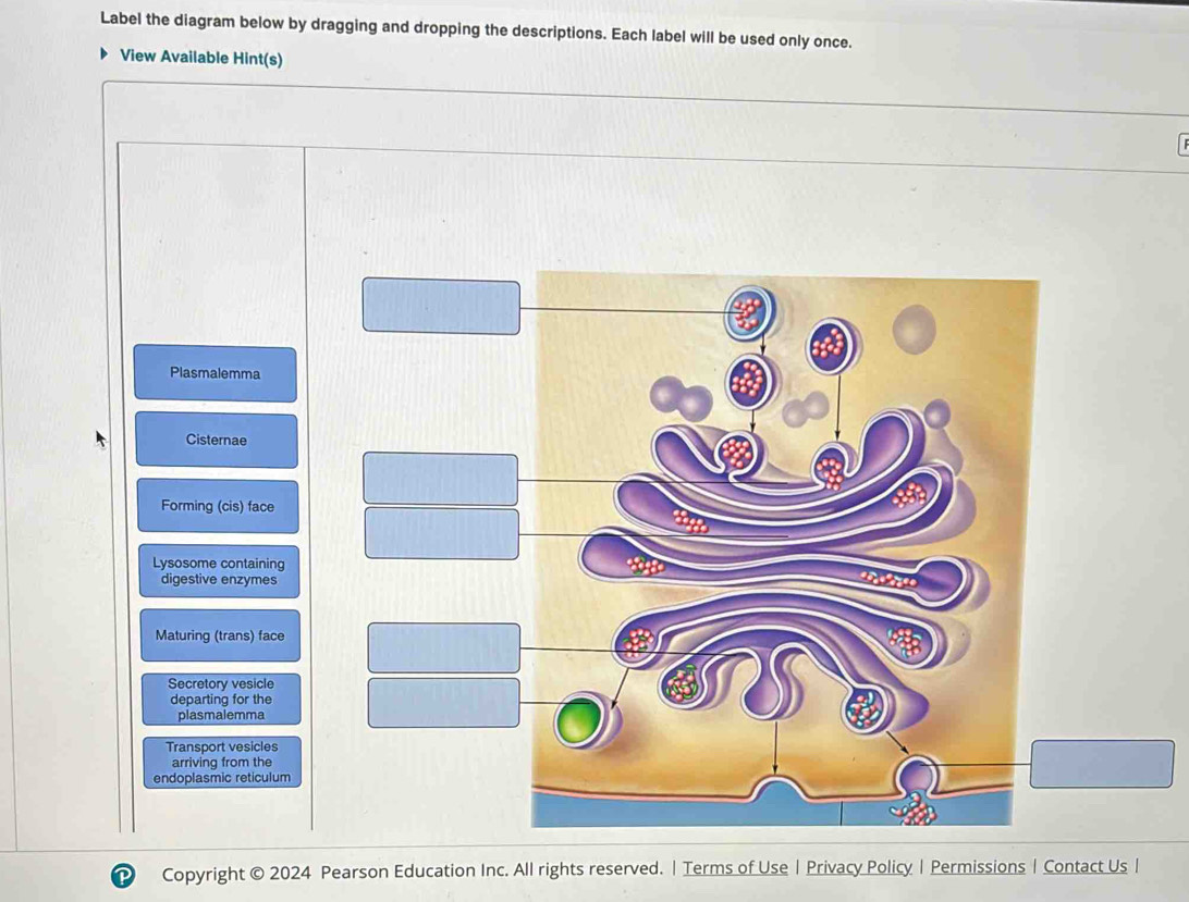 Solved: Label the diagram below by dragging and dropping the ...