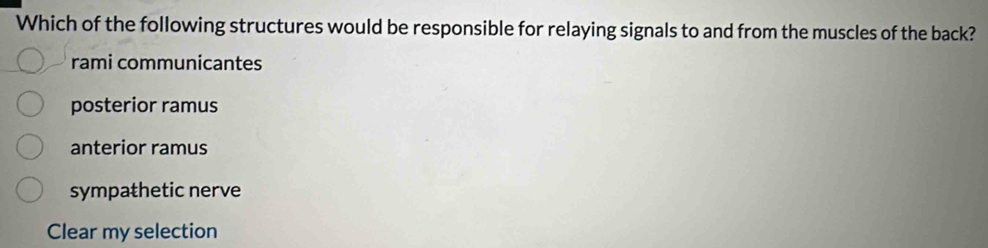 Which of the following structures would be responsible for relaying signals to and from the muscles of the back?
rami communicantes
posterior ramus
anterior ramus
sympathetic nerve
Clear my selection