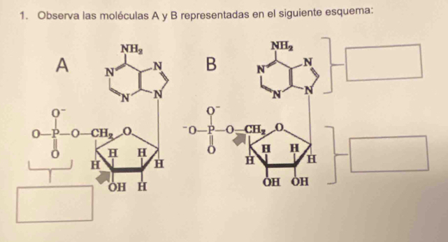 Observa las moléculas A y B representadas en el siguiente esquema:
NH_2
B N N
N N
Q^-
0 P 0 CH_2 O.
o H H
H H
OH OH