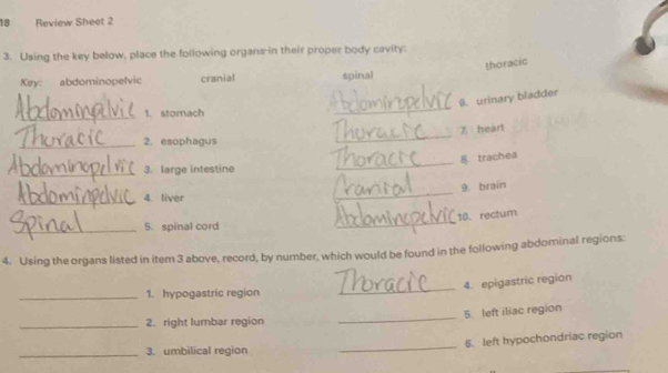 Review Sheet 2 
3. Using the key below, place the following organs in their proper body cavity: 
4. Using the organs listed in item 3 above, record, by number, which would be found in the followin 
4. epigastric region 
_1. hypogastric region 
_ 
_ 
5. left iliac region 
_2. right lumbar region 
_ 
6. left hypochondriac region 
_3. umbilical region